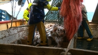 Coveney rejects drastic cuts to fish quotas Coveney rejects drastic cuts to fish quotas