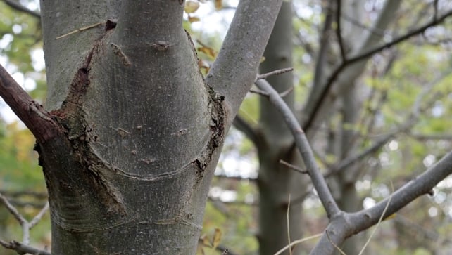 Ash dieback disease found in native Irish tree for first time Ash dieback disease found in native Irish tree for first time