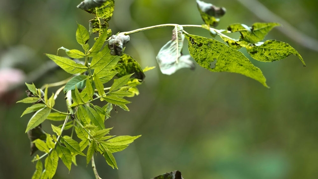 Ash dieback was first noticed in forestry in Poland in 1992 Ash dieback was first noticed in forestry in Poland in 1992
