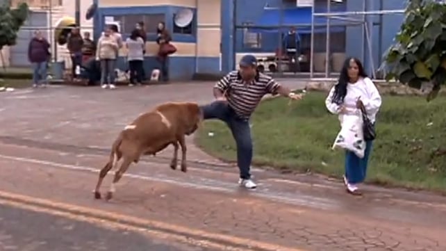 In the video a goat attacks a woman as a man tries unsuccessfully to defend her In the video a goat attacks a woman as a man tries unsuccessfully to defend her