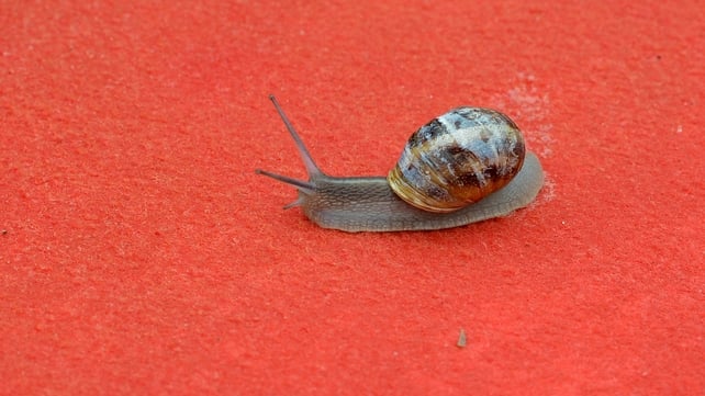 A snail on the red carpet at the Cannes Film festival - it is closely related to the snails found in Ireland A snail on the red carpet at the Cannes Film festival - it is closely related to the snails found in Ireland