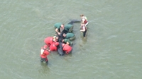 Two beached whales found in Co Meath Two beached whales found in Co Meath