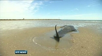 Six One News: Whale calf dies on Meath beach Six One News: Whale calf dies on Meath beach