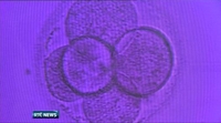 Nine News: Britain to be first country to allow IVF using DNA from three people Nine News: Britain to be first country to allow IVF using DNA from three people