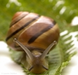 Irish Land Snail