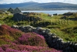 Seosamh Ó Laoi, Comhairleoir Contae.