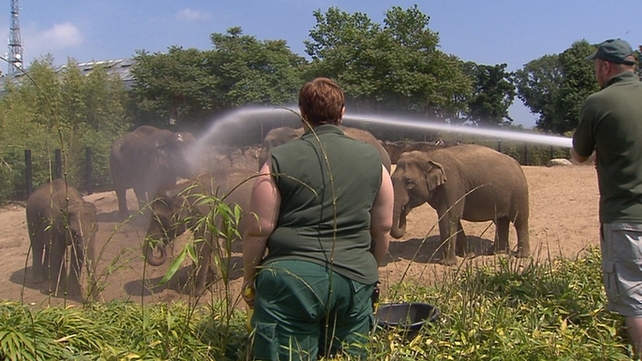 Zoo animals and pets are feeling the heat in Ireland's heatwave Zoo animals and pets are feeling the heat in Ireland's heatwave