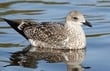 DSPCA Inundated With Calls About Seabirds Not Fledging