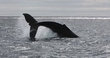 IWDG Atlas Of Marine Mammals