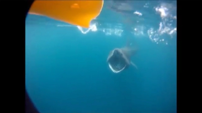 Graham Smith was fishing in Tullagh Bay, off Inishowen, last Thursday when he encountered the fish Graham Smith was fishing in Tullagh Bay, off Inishowen, last Thursday when he encountered the fish