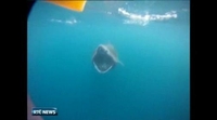 Nine News: Kayaker has close encounter with basking shark Nine News: Kayaker has close encounter with basking shark