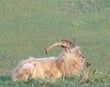 Goats on Bilberry Rock, Waterford