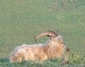 Goats on Bilberry Rock, Waterford