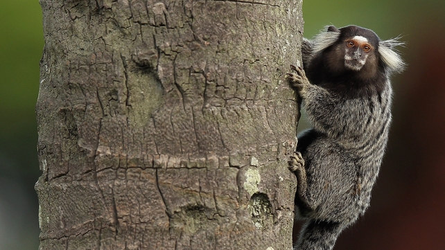 The monkey in question is a marmoset, similar to the one pictured above The monkey in question is a marmoset, similar to the one pictured above