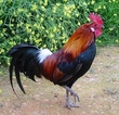 Annoying Rooster