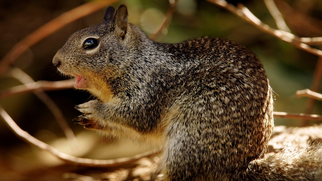 A squirrel tested positive for plague after it was trapped in the Angeles National Forest during routine surveillance activities A squirrel tested positive for plague after it was trapped in the Angeles National Forest during routine surveillance activities