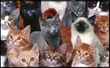 Cats vs Dogs