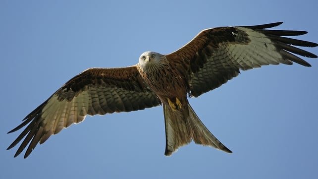 The most frequent casualty was the red kite, with ten dead The most frequent casualty was the red kite, with ten dead