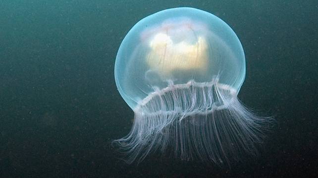 There have been increased sightings of several types of jellyfish in swimming areas There have been increased sightings of several types of jellyfish in swimming areas