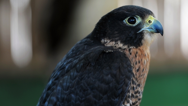Peregrine falcons are a protected species Peregrine falcons are a protected species