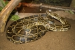 Snake