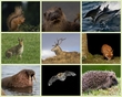 Mammal Atlas