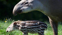 Dublin Zoo faces action over tapir attack Dublin Zoo faces action over tapir attack