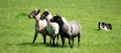 SHEEPDOG TRIALS
