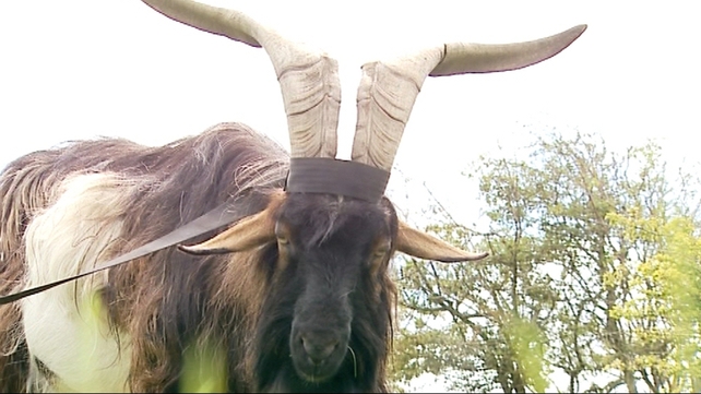 Welfare concerns were raised at last year's Puck Fair over the room available for the confined goat Welfare concerns were raised at last year's Puck Fair over the room available for the confined goat