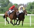 Racing Horse to Riding Horse