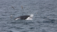 Having a whale of a weekend Having a whale of a weekend