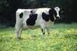 Zero Grazing