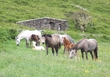 Connemara Ponies