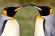 Monogany in Mammals