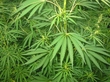Cannabis Grow House