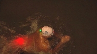 Swimmer forced to abandon Wales challenge Swimmer forced to abandon Wales challenge