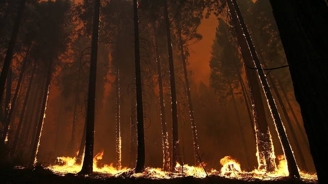 The so-called Rim Fire erupted nearly three weeks ago in the Stanislaus National Forest west of Yosemite The so-called Rim Fire erupted nearly three weeks ago in the Stanislaus National Forest west of Yosemite