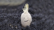 National Potato Day Competition