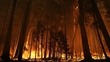 Yosemite National Park Fire