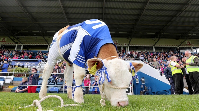 Monaghan fan Pad Joe the calf at Breffni Park today