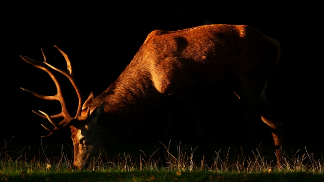 The red deer is a protected species and the hunting of them is banned in Kerry The red deer is a protected species and the hunting of them is banned in Kerry