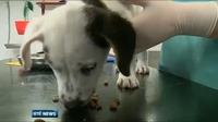 One News: Dog owners warned over valid microchips One News: Dog owners warned over valid microchips
