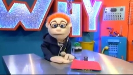 The Why Guy