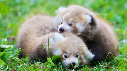 Red Panda Twins