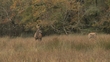 Motorists warned to beware of deer