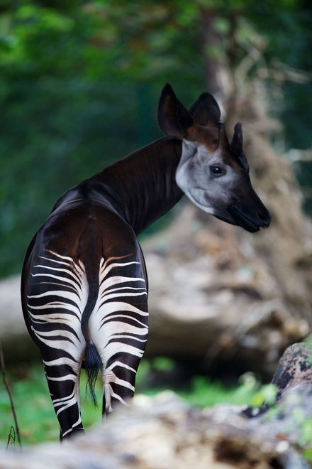 Okapi