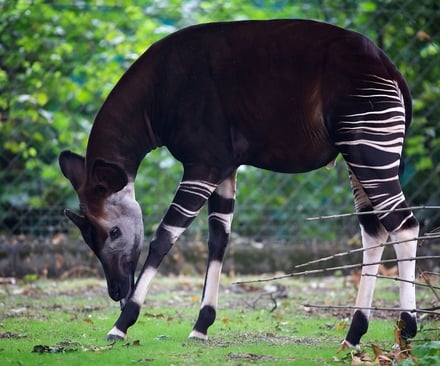 Okapi