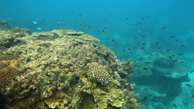 Corals, such as this one off Lady Elliot Island in Australia, could be at risk Corals, such as this one off Lady Elliot Island in Australia, could be at risk