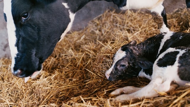 The new kit will reduce diagnosis time in sick calves by up to four weeks The new kit will reduce diagnosis time in sick calves by up to four weeks