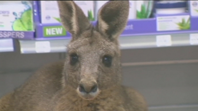 Cyrus was taken to a vet to be assessed and treated Cyrus was taken to a vet to be assessed and treated